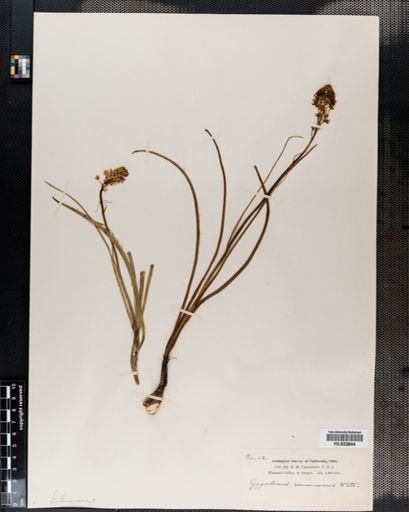 Plantae
