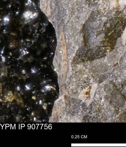 undet. Mollusca