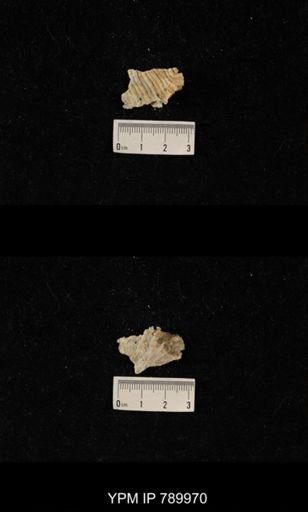 Leptodus sp.