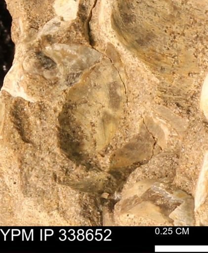 Protocardia subquadrata