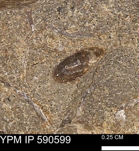 undet. Mollusca