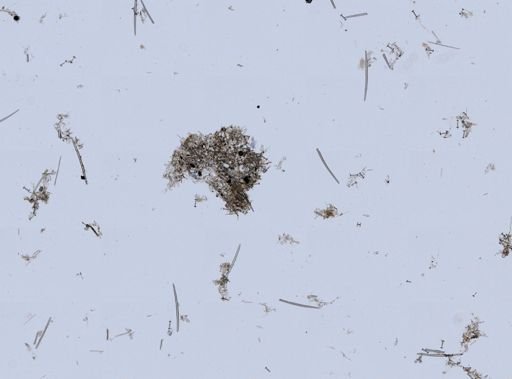 Heteromeyenia repens
