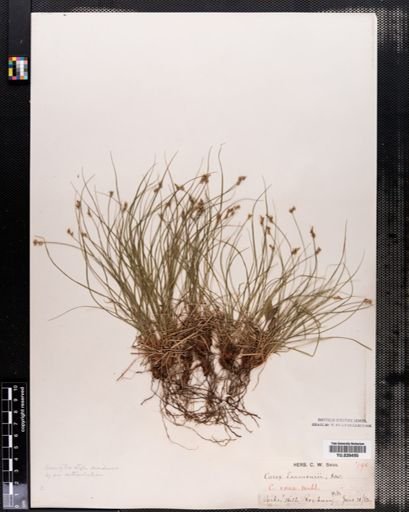 Carex emmonsii