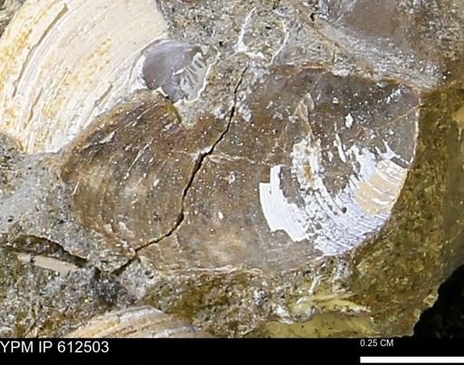 undet. Bivalvia