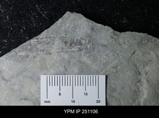 undet. Phyllocarida
