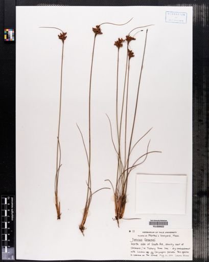 Juncus