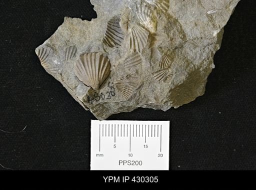 Rhynchonelloidea