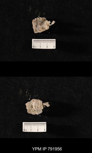 Pentamerella sp.