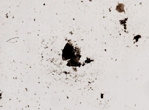 Pleistophora macrozoarcides