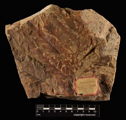 Sphenopteris lakesii