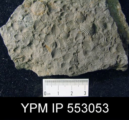 Camarotoechia sp.