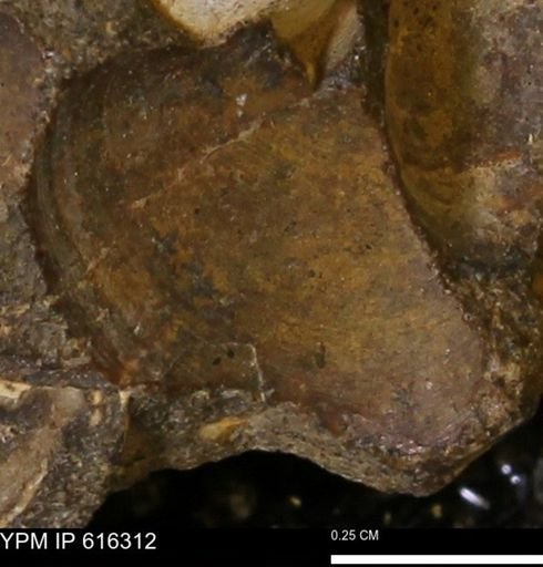 Protocardia subquadrata