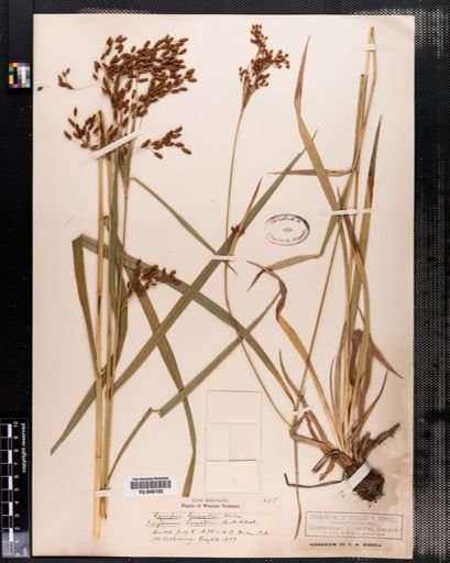 Scirpus lineatus