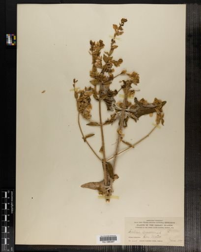 Plantae