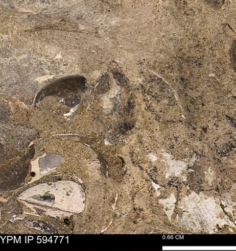 Protocardia sp.