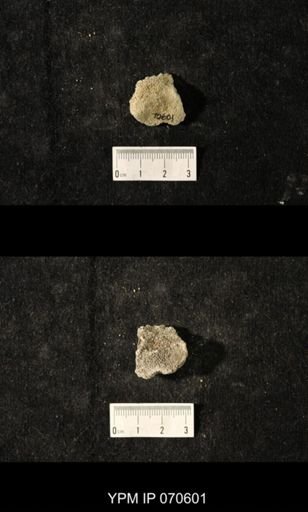 Favosites louisvillensis