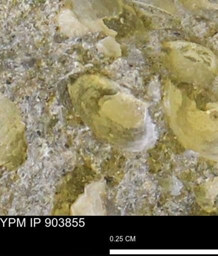 Corbulamella?