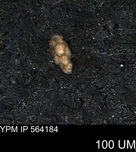 Verneuilina canadensis