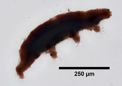 Dactylobiotus
