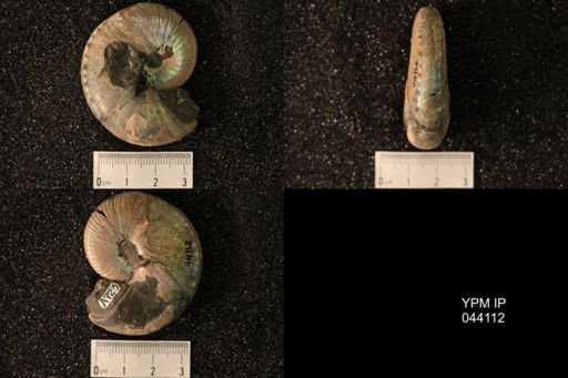 Hoploscaphites nicolletii