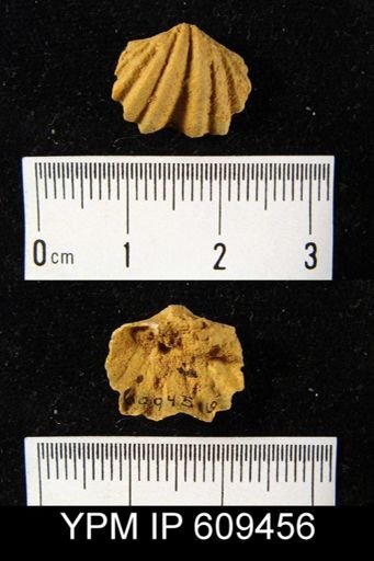 Spirifer cyclopterus