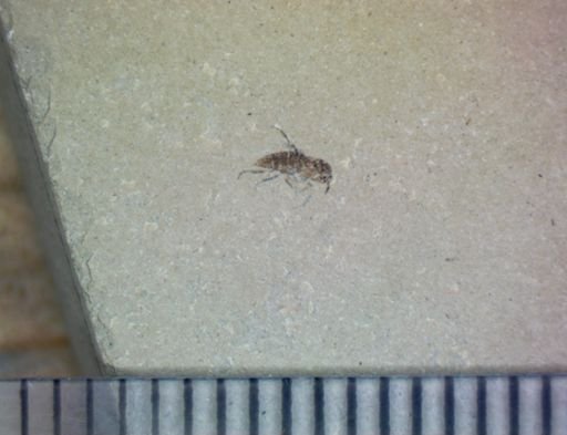 undet. Hexapoda