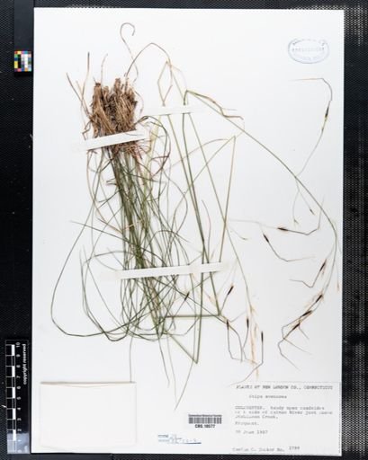 Piptochaetium avenaceum