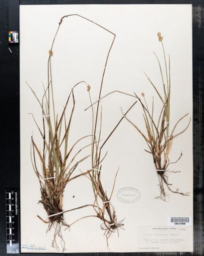 Carex muehlenbergii