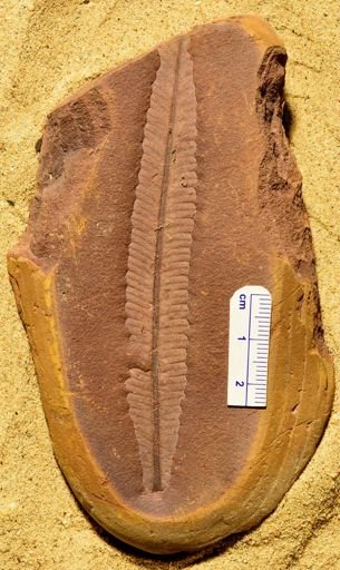 Pecopteris