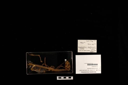 Gonocephalus chamaeleontinus