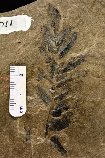 Neuropteris sp.