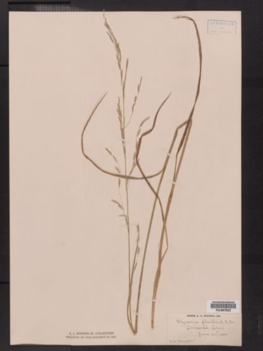 Glyceria fluitans