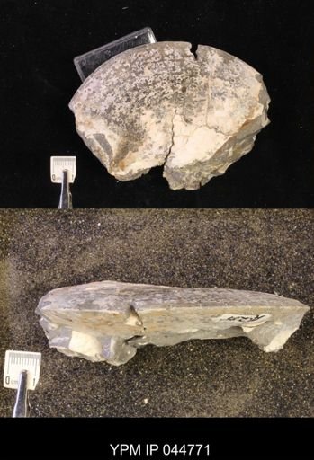 Sphenodiscus lenticularis
