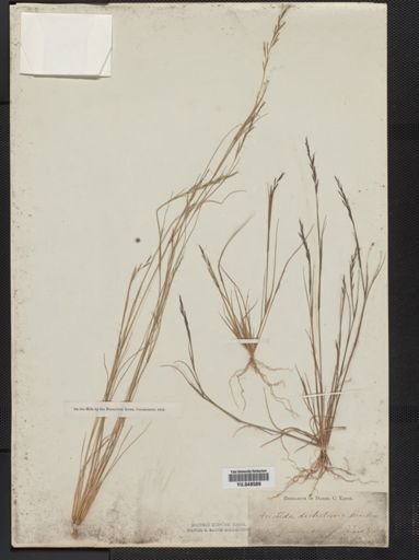 Aristida dichotoma