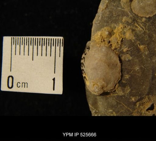 Crania scabiosa