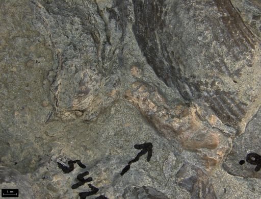 Aplocoma damesii