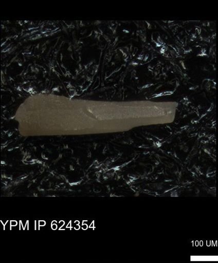 undet. Echinoidea