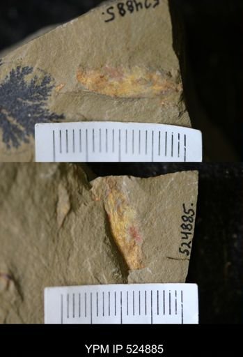 Hurdiidae?