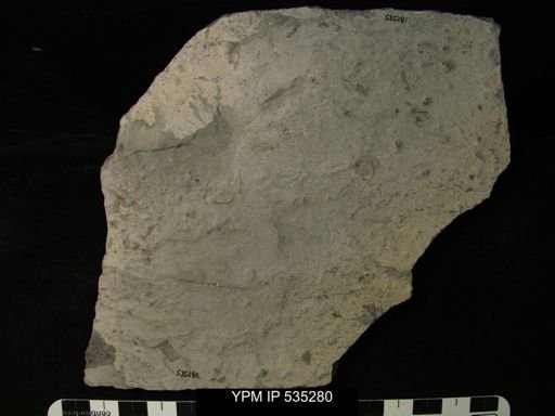 undet. Eurypterida