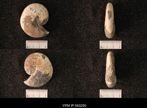 Hoploscaphites nicolletii