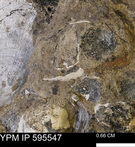 Protocardia sp.