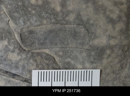 undet. Eurypterida