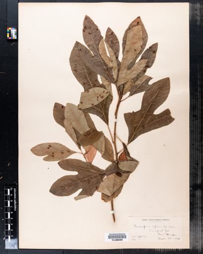 Sassafras albidum