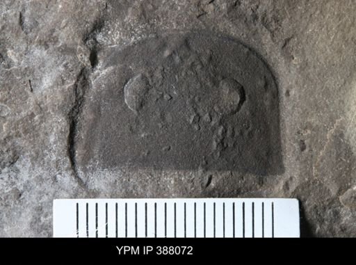 Eurypterus sp.