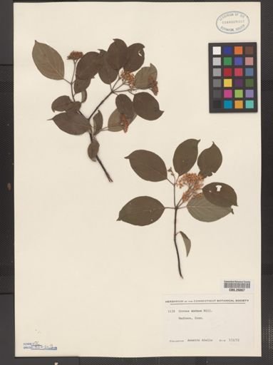 Cornus amomum