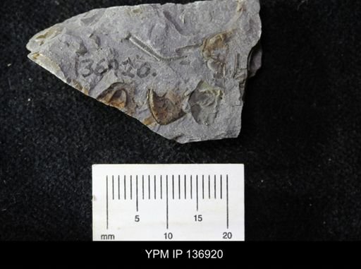 Ctenocephalus maltheus