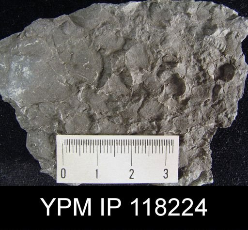 Dalmanella elegantula submedia