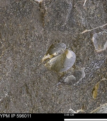 Protocardia?