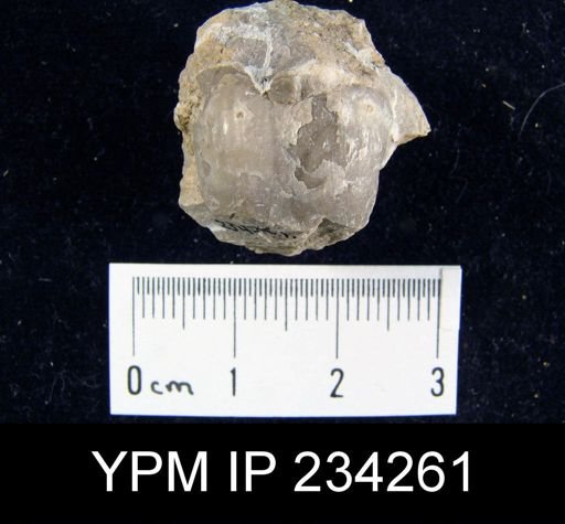 Marginifera wabashensis