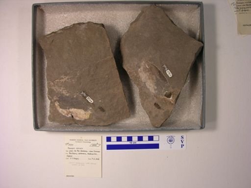 Pteraspis rostrata